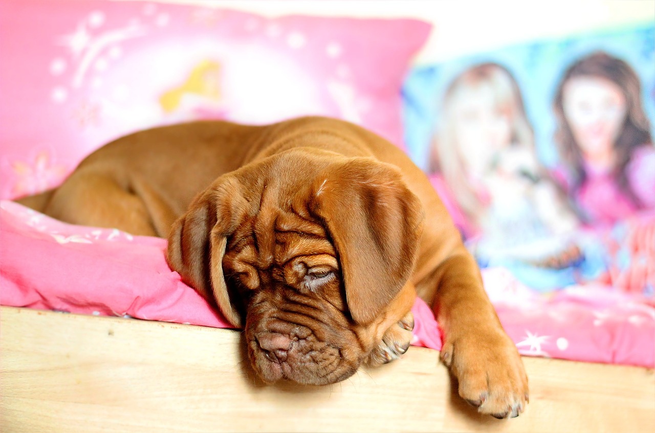 Exploring the Affectionate Nature of the Pyrenean Mastiff